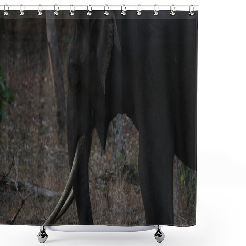 Personality  Wild Asian Elephant With Long, Curved Tusks In Its Natural Habitat. Close-up Shot Captures The Majestic Dark-skinned Tusker In The Forest, Showcasing Its Strength And Grace. Perfect For Wildlife, Nature, And Conservation Themes. Shower Curtains