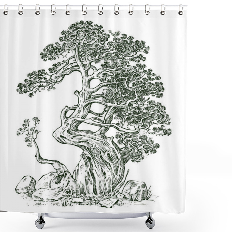 Personality  Pine Tree Or Evergreen Juniper, Cypress Isolated Object.Engraved Hand Drawn In Old Vintage Sketch. Tropical Plant. Shower Curtains