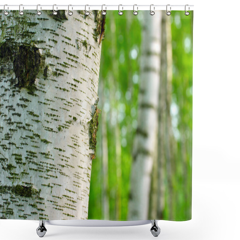 Personality  Birch Forest. Betula Pendula Shower Curtains