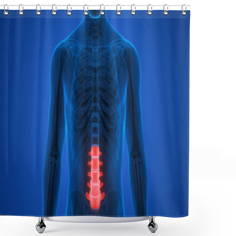 Personality  Vertebral Column Lumbar Vertebrae Of Human Skeleton System Anatomy. 3D Shower Curtains