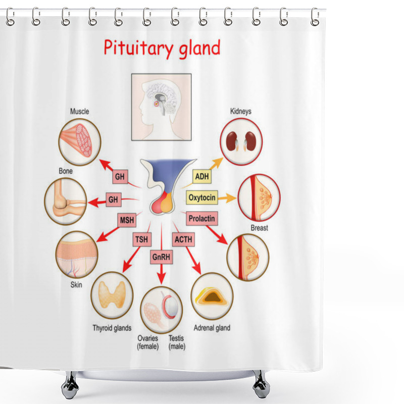 Personality  Hormones Of Pituitary Gland. The Two Lobes, Anterior And Posterior, Function As Independent Glands. Anatomy Of Pituitary Gland. Vector Diagram Shower Curtains