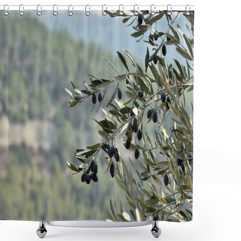 Personality  Olives Olive Trees In The Mountains Of Jerusalem. Shower Curtains