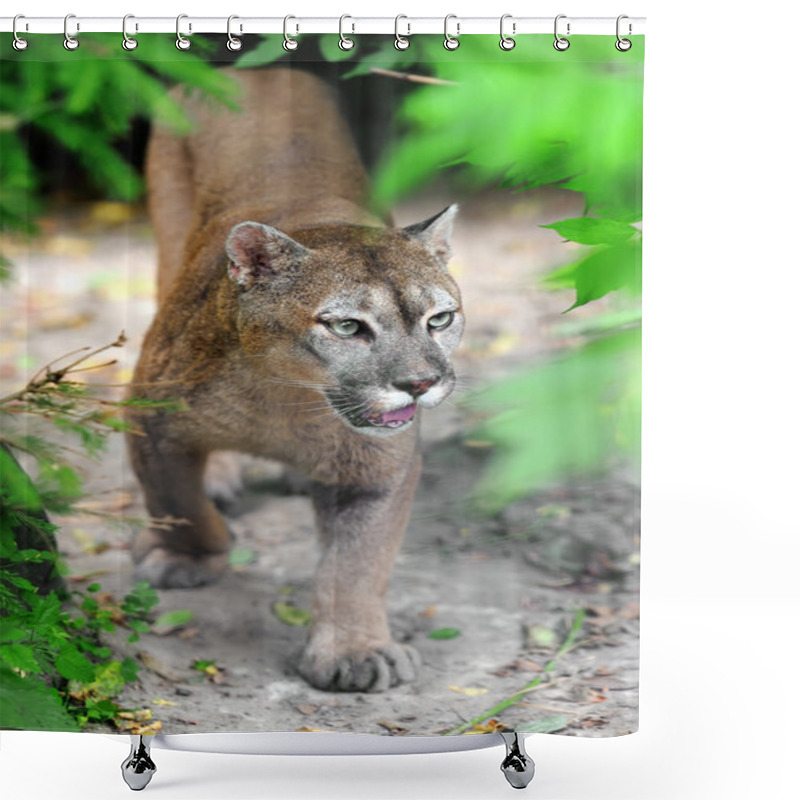 Personality  Cougar Shower Curtains