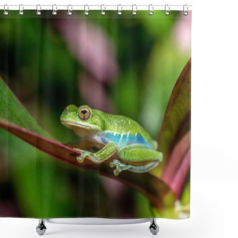 Personality  Macro Shot Of A Green Frog In A Misty Rainforest Setting Shower Curtains