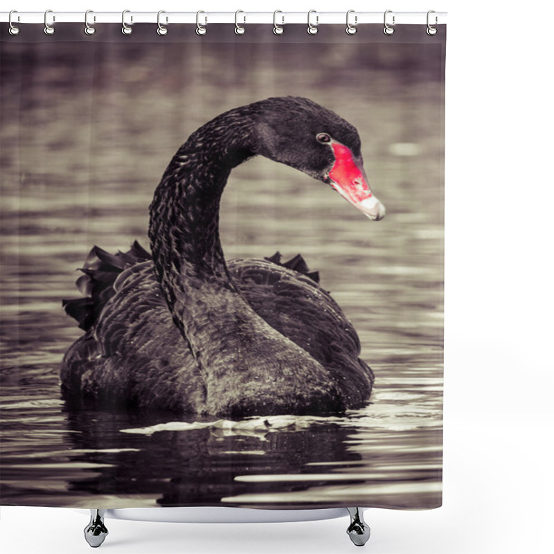 Personality  Swimming Two Black Swans Shower Curtains