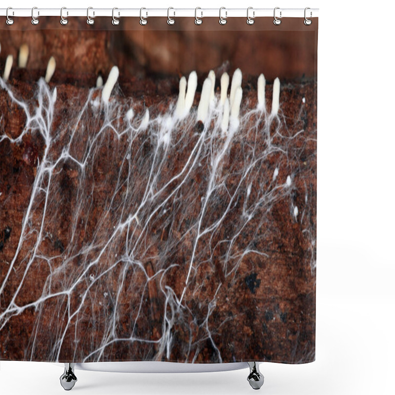 Personality  Mycelium Shower Curtains