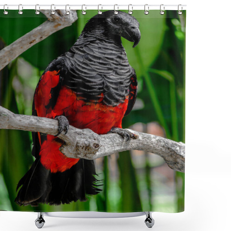 Personality  Large Black And Red Pesquets Parrot Sitting On The Branch In Front Of The Green Palm Trees Shower Curtains