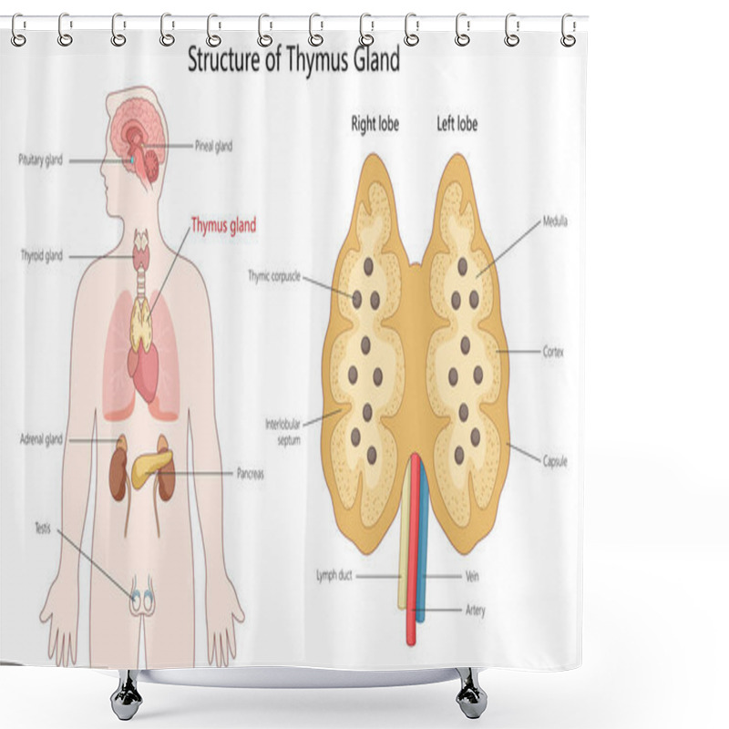 Personality  Thymus Gland Showing Its Anatomy, Including Lobes, Cortex, Medulla, And Its Location Within The Human Body Diagram Hand Drawn Schematic Vector Illustration. Medical Science Educational Illustration Shower Curtains