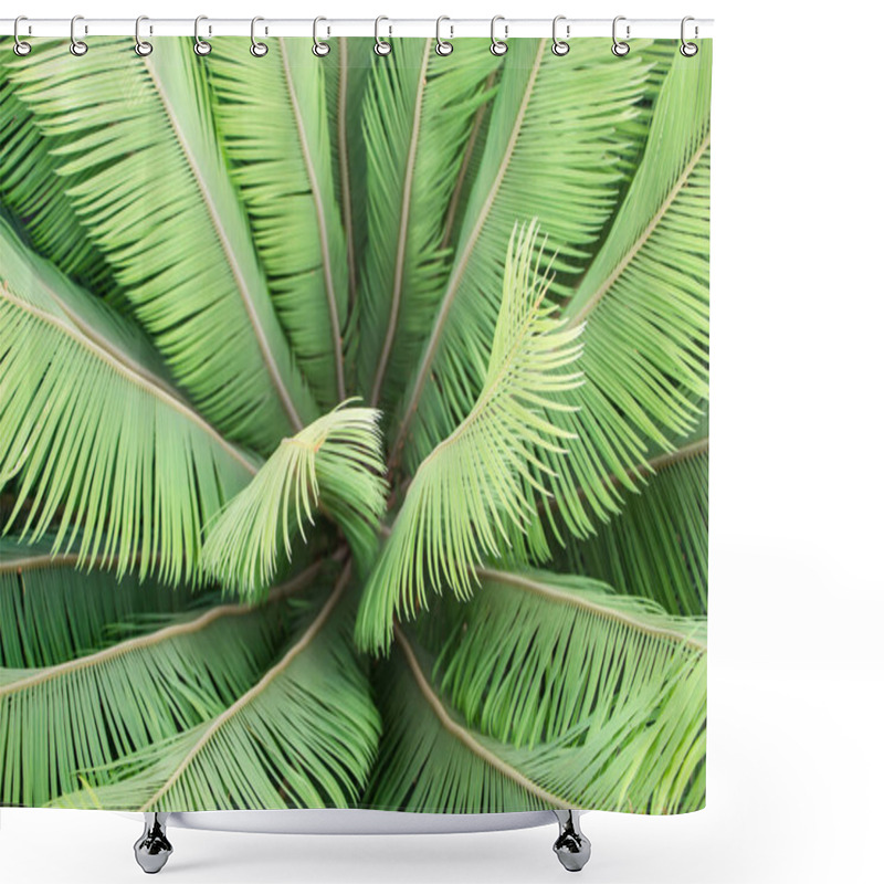 Personality  Cycas Tree, Cycas Palm Shower Curtains