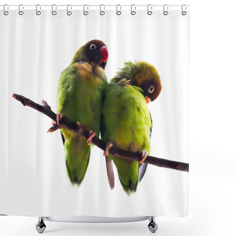 Personality  Black-Cheeked Lovebirds Shower Curtains