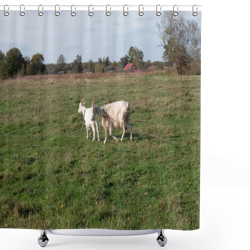 Personality  Goats Graze On The Meadow. Agriculture. Care Of Goats. Shower Curtains