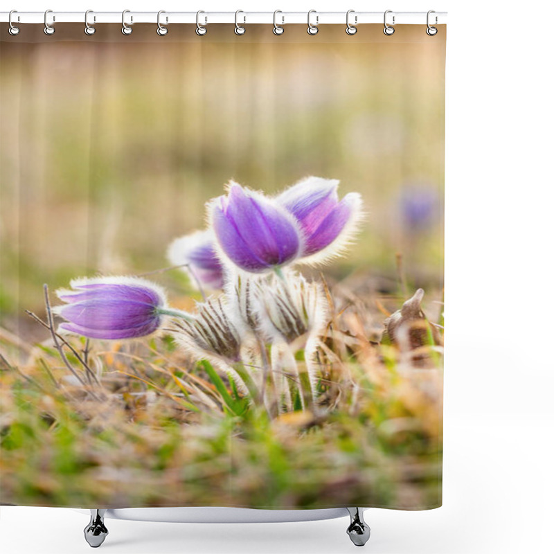 Personality  Pasque Flower Pulsatilla Blossom. Detail Macro Of Violet Flower, Taken During The Beautiful Spring Sunset. Spring Come To Nature. Soft Bokeh With Natural Background. Shower Curtains