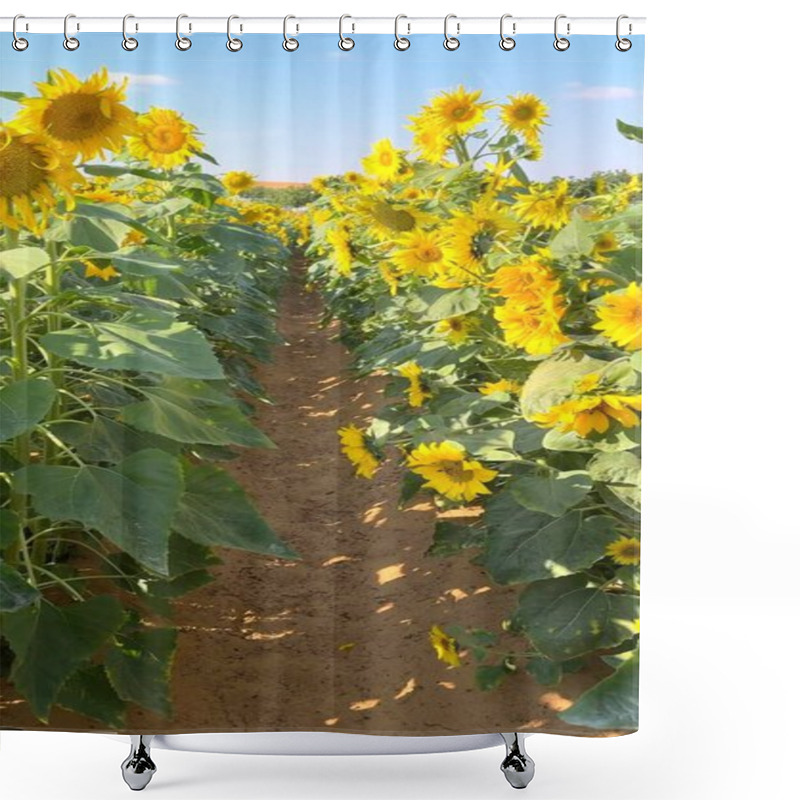 Personality  Vertical Screen :Sunflower Blooms Dance Across Biofarm Fields, Nurturing Thriving Ecosystem. Each Sunflower Embodies Biofarm Sustainability, Contributing To Balanced Ecosystem Harmony. Shower Curtains