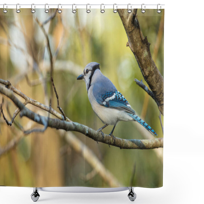 Personality  Vibrant Blue Jay Perched On A Tree Branch Is Watching The Forest On A Sunny Day Shower Curtains