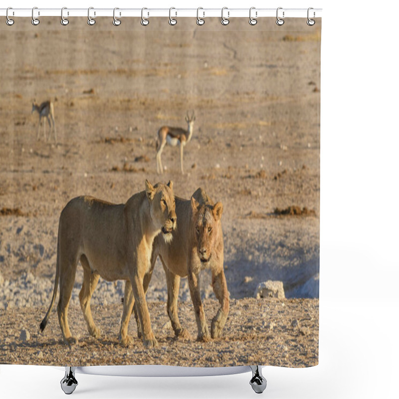 Personality  Lion - Panthera Leo, Iconic Animal From African Savannas, Etosha National Park, Namibia. Shower Curtains