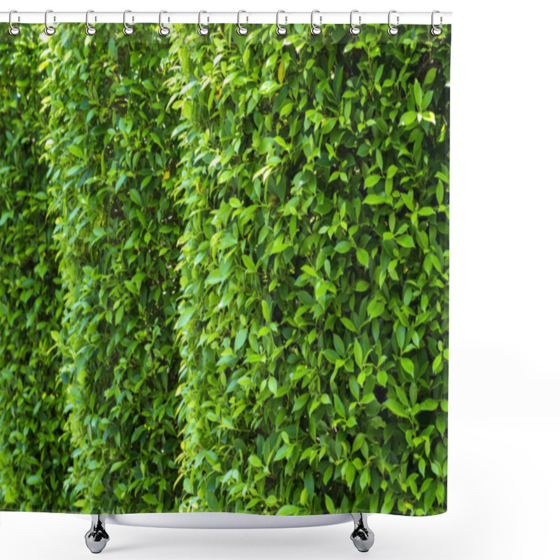 Personality  Banyan Leaves Green Wall Background Shower Curtains