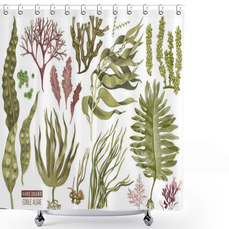 Personality  Hand Drawn Edible Algae Shower Curtains