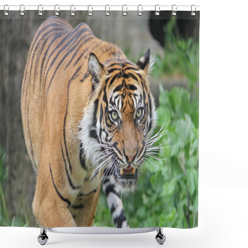 Personality  Sumatran Tiger Snarls. Close-up. Shower Curtains