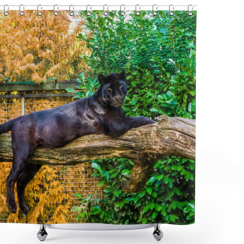 Personality  Black Panther Laying On A Tree Branch, Pigmentation Variation, Popular Zoo Animal Shower Curtains