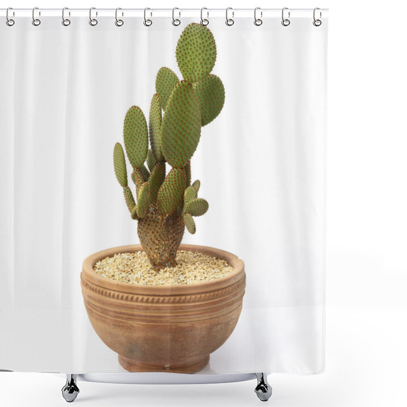 Personality  Orange Bunny Ears Cactus Opuntia Microdasys Plant In A Clay Pot On A White Isolated Background Shower Curtains