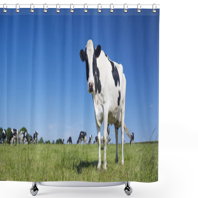 Personality  Panoramic View Of Black And White Cow Shower Curtains