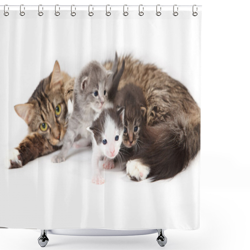 Personality  Funny Kittens Shower Curtains