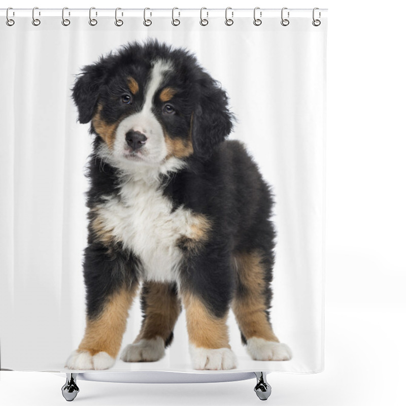 Personality  Bernese Mountain Dog Puppy, 2 Months Old, Standing, Isolated On Shower Curtains