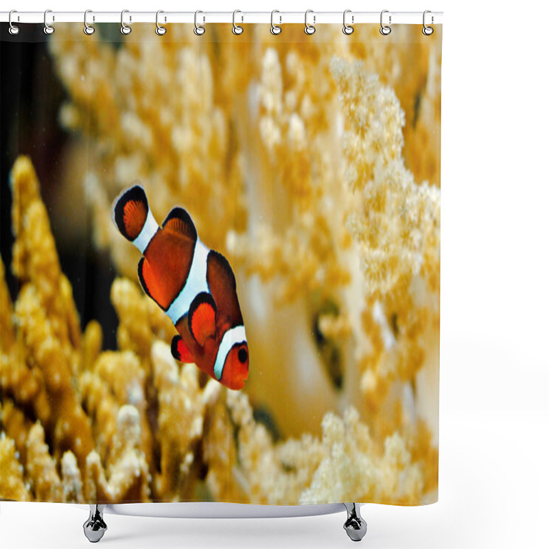 Personality  Clown Fish Shower Curtains