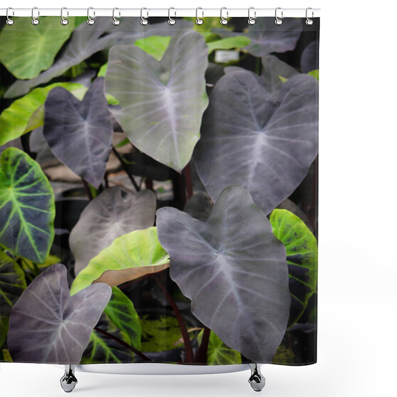 Personality  Close Up Image Of Colocasia Black Magic Leaves  In Plant Shop. Shower Curtains