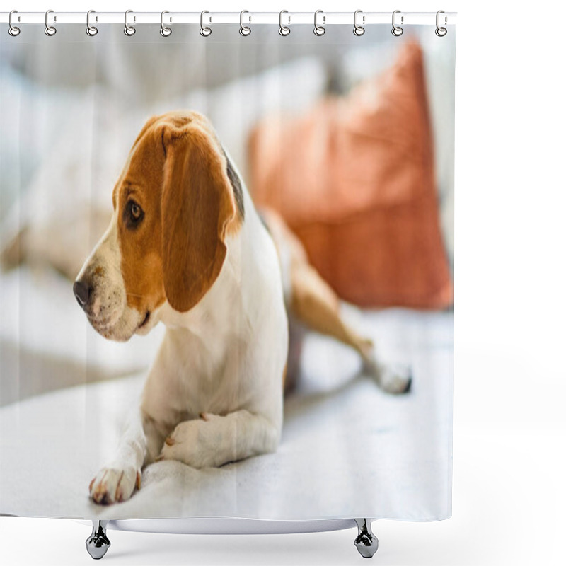 Personality  Beagle Dog Rests On A Sofa In Living Room Shower Curtains