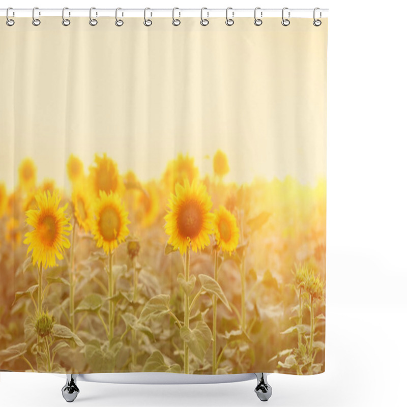 Personality  Beautiful Sunflower Field In Morning Shower Curtains