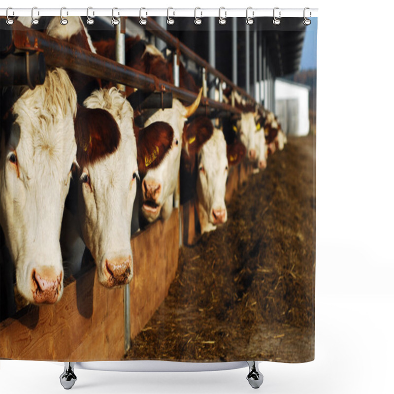 Personality  Feeding Cows Shower Curtains