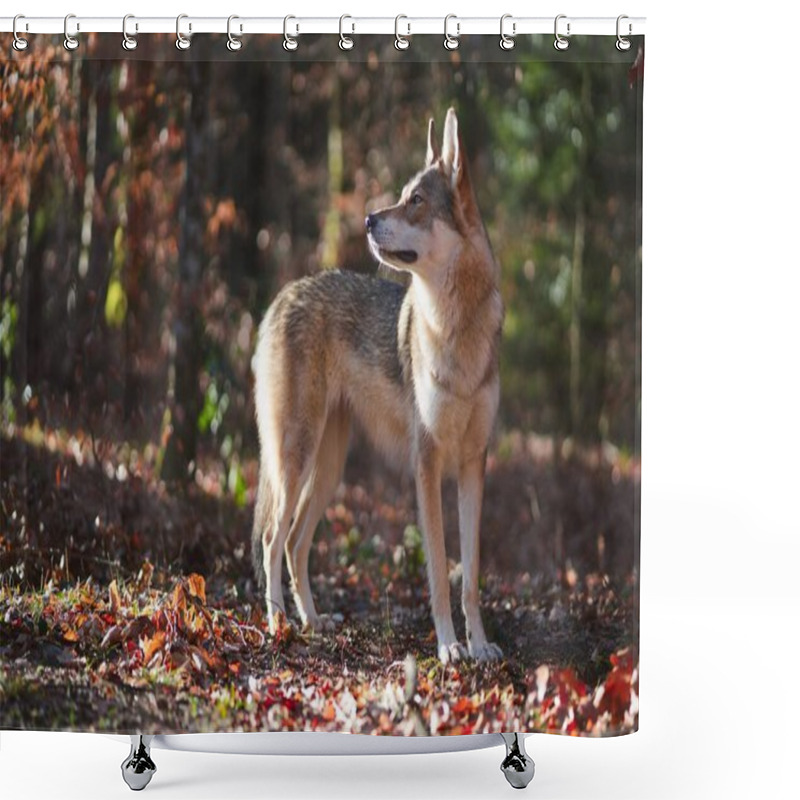 Personality  DIGOIN, FRANCE - May 07, 2020: Portrait Of A Wolfdog During The Sunrise Shower Curtains