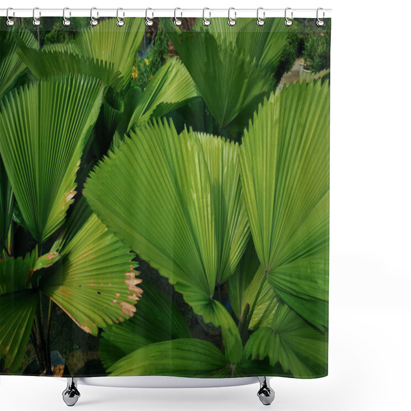 Personality  Green Licuala Grandis Leafs Shower Curtains