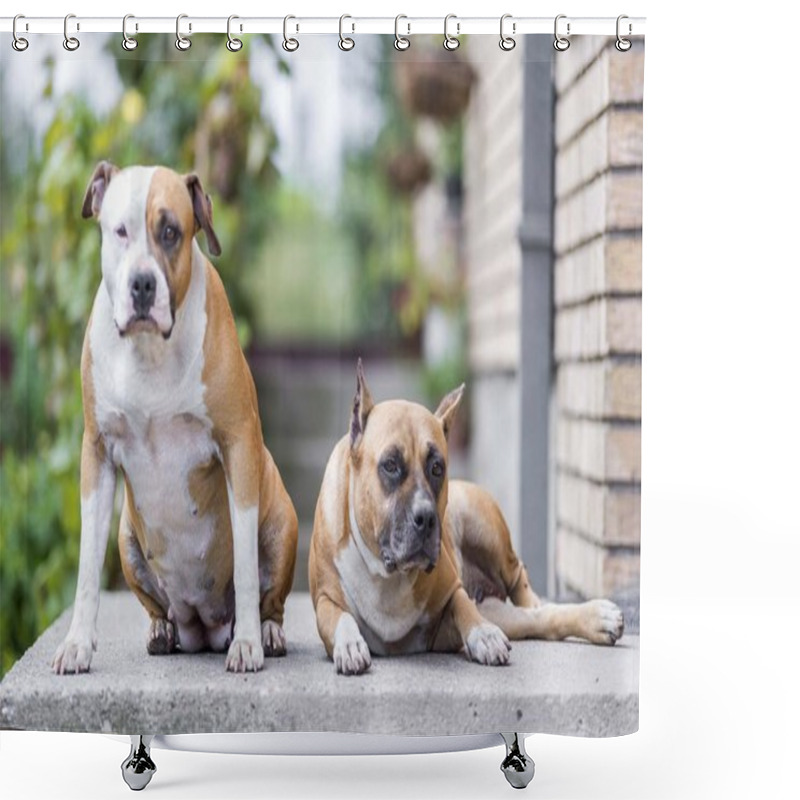 Personality  American Staffordshire Terrier Dogs Shower Curtains