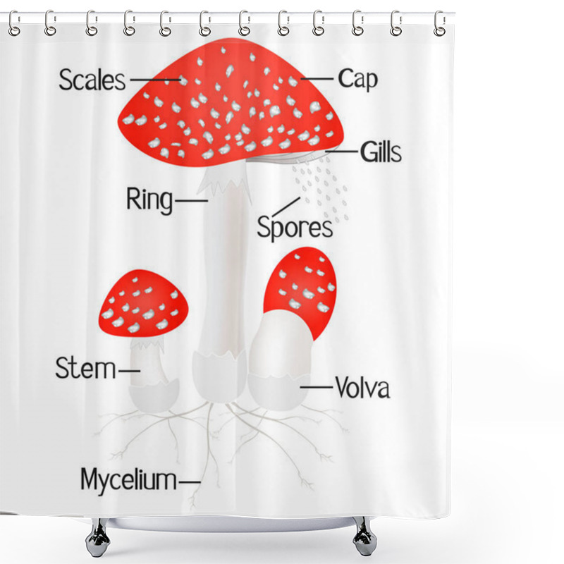 Personality  Parts Of Amanita Mushroom Isolated On White Background. Shower Curtains