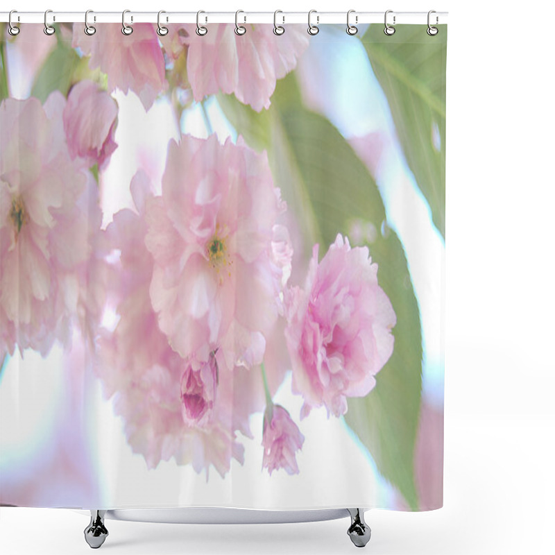 Personality  Cherry Blossom In April Shower Curtains