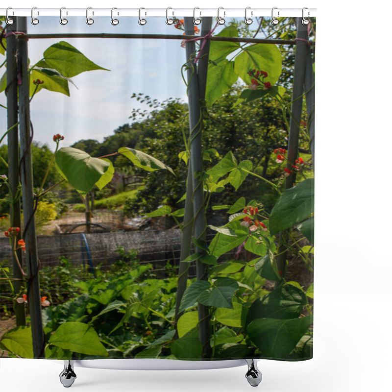 Personality  Runner Bean Plants Growing Up Canes In A Vegetable Garden. Gardener Ties Up The Trailing New Shoots, Growth, Protecting The Vines And Red Flower Crops.  Shower Curtains