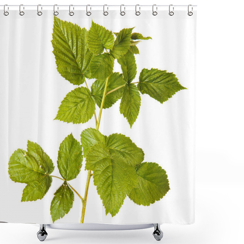 Personality  Raspberry Leaves Isolated On White Background Shower Curtains