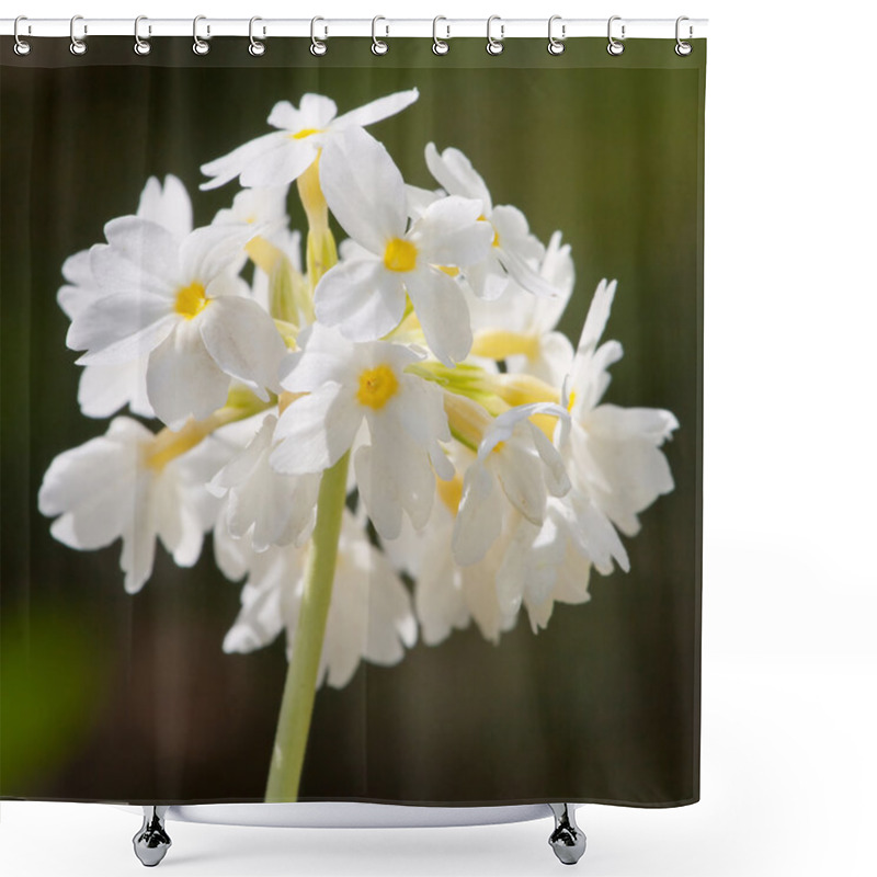 Personality  Small Pretty White Flowers Blooming In A Garden Shower Curtains