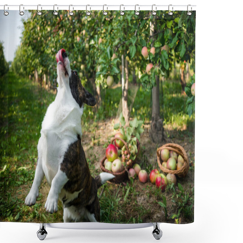 Personality  A Corgi Dog Lies Near A Basket Of Ripe Apples In A Large Apple Orchard, Summertime Shower Curtains