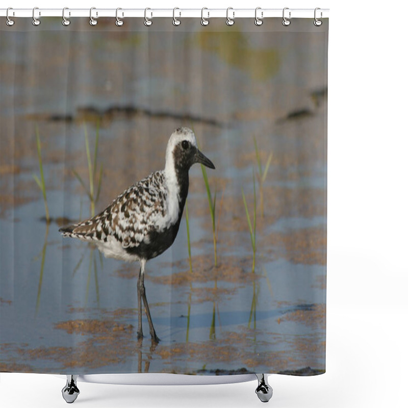 Personality  Black-bellied Plover In Fort De Soto State Park. Shower Curtains