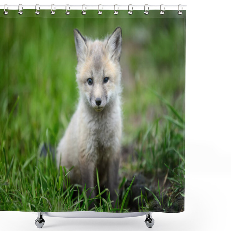 Personality  Baby Silver Fox Shower Curtains