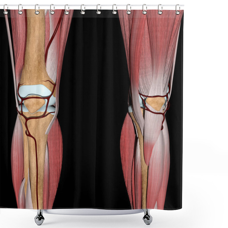 Personality  This 3d Illustration Shows The Knee Arteries On Bones And Muscles Shower Curtains