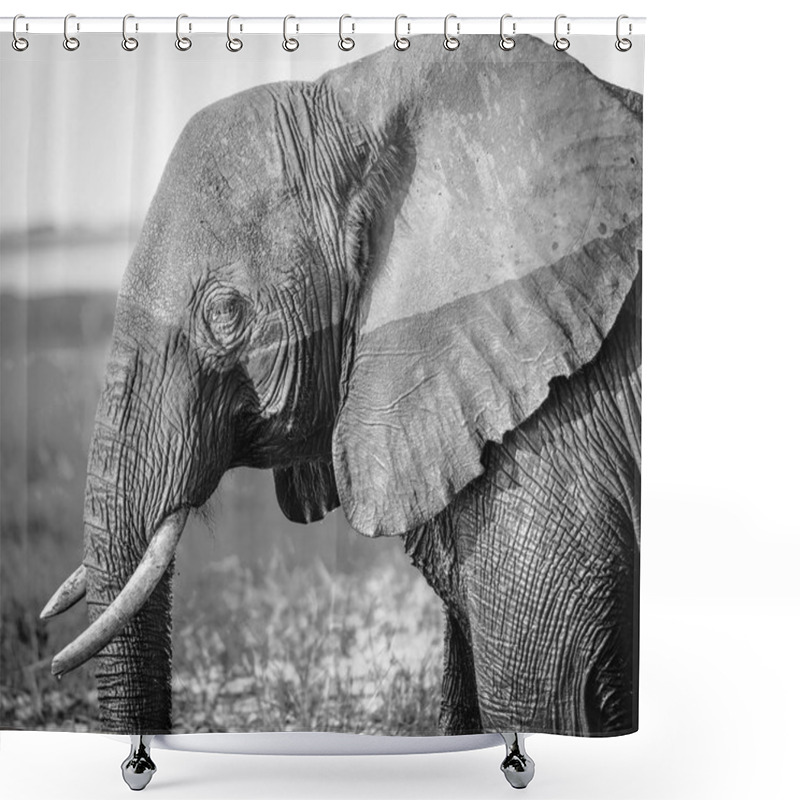 Personality  Chobe National Park Elephant Black And White Shower Curtains