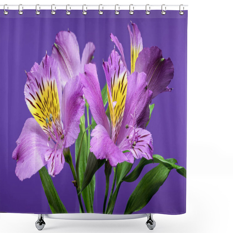 Personality  Vibrant Purple Alstroemeria Navarro Flowers With Yellow And Black Markings, Captured On A Purple Background Shower Curtains