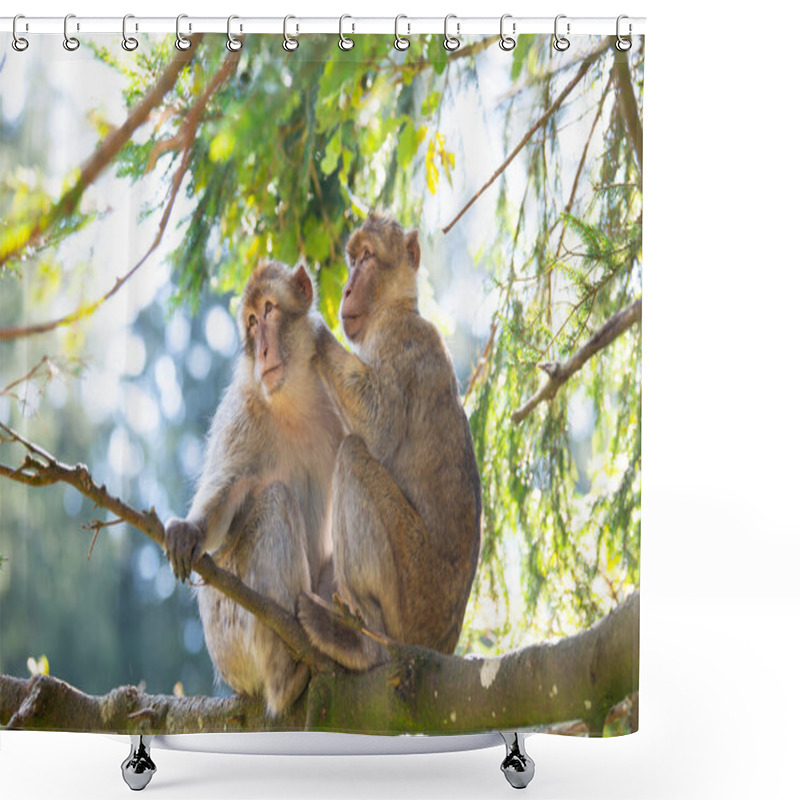 Personality  Barbary Macaque Ape, Rhesus Monkey, Wildlife Of North Africa, Habitat Jungle, Couple Rainforest Shower Curtains