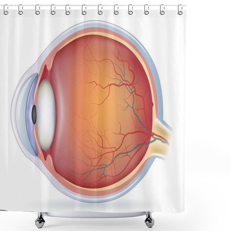 Personality  Human Eye Anatomy Shower Curtains