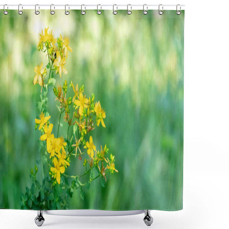 Personality  St. John's Wort Flowering, Yellow St. John's Wort Flowers In A Field Among Green Grass Shower Curtains