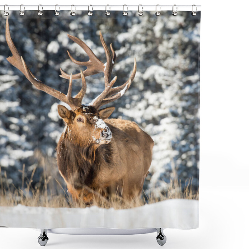 Personality  Elk In Wild, Animal. Nature, Fauna Shower Curtains